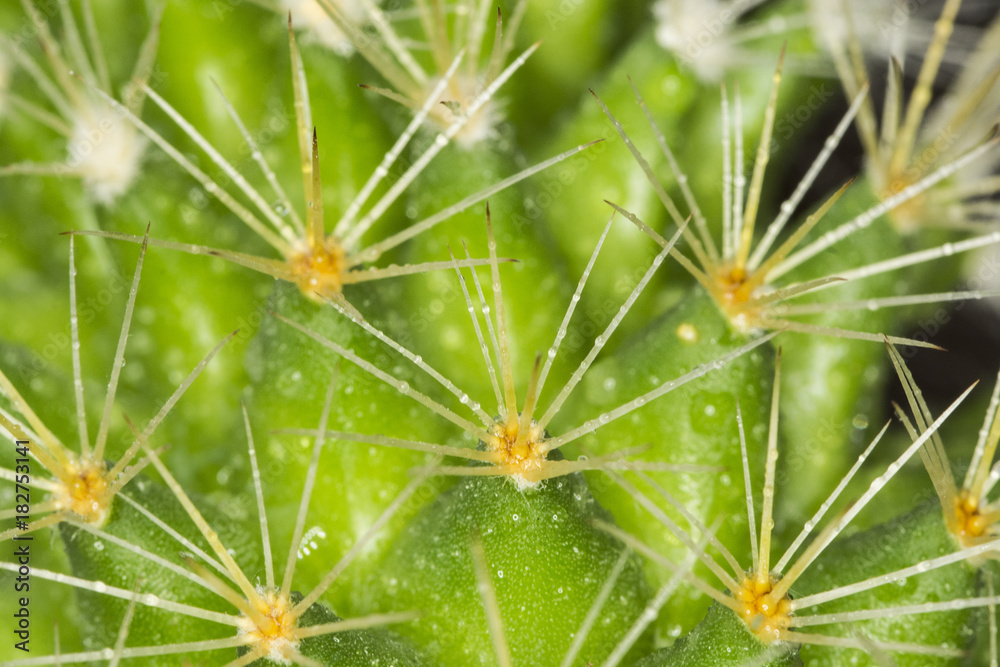 Cactus macro Cactus macro