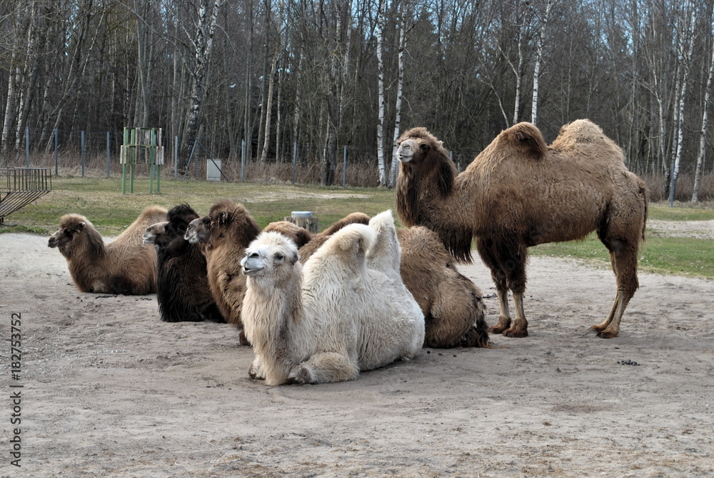 Obraz premium Herd of camels