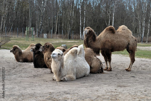 Fototapeta Naklejka Na Ścianę i Meble -  Herd of camels