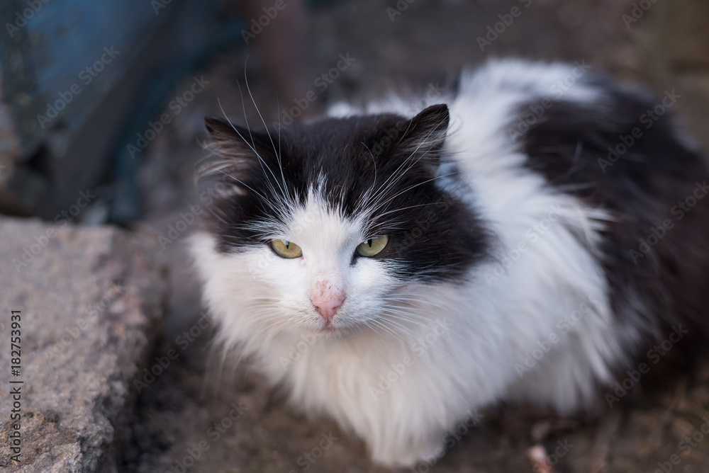 A homeless black and white cat sitting outdoors. A homeless black and white cat sitting outdoors.