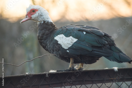 A black white duck sits on a fence, agriculture. photo