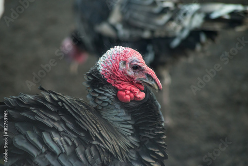 Group of turkeys on a farm, close-up.