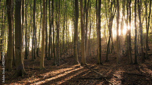 Sonne scheint in einen Buchenwald auf Insel Rügen in Deutschland photo