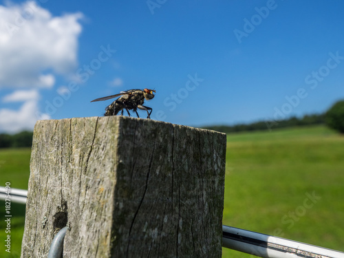 fly on a fence with landscape background photo