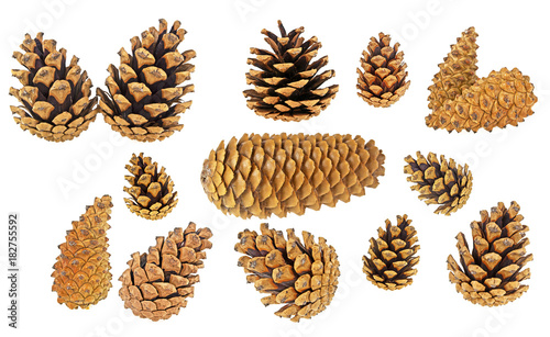 Set of different pine cones on a white background