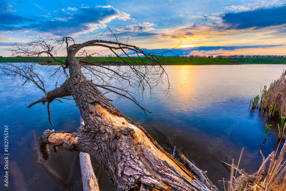 A fallen withered tree on the river bank. The crust exfoliates from the trunk. Lake, green meadow and blue sky on sunset background. Summer evening landscape in Russia. A fallen withered tree on the river bank. The crust exfoliates from the trunk. Lake, green meadow and blue sky on sunset background. Summer evening landscape in Russia.