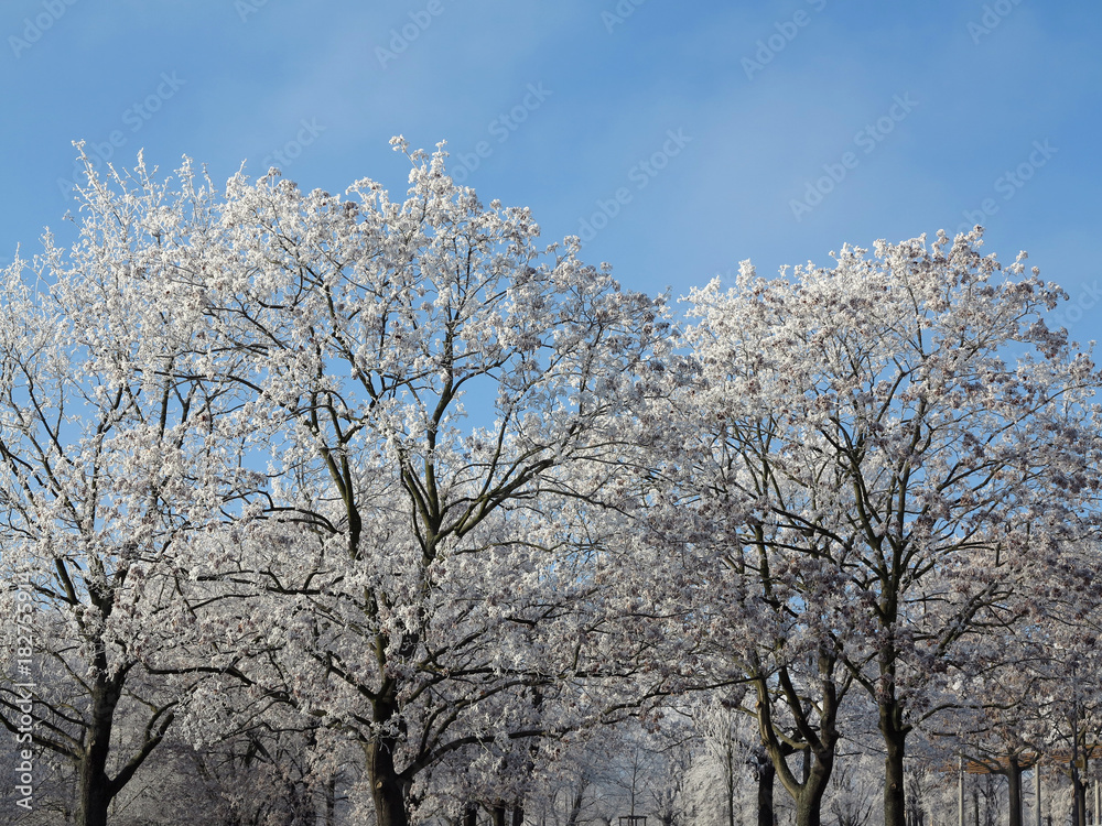 Bare branches of the trees covered with frost Bare branches of the trees covered with frost