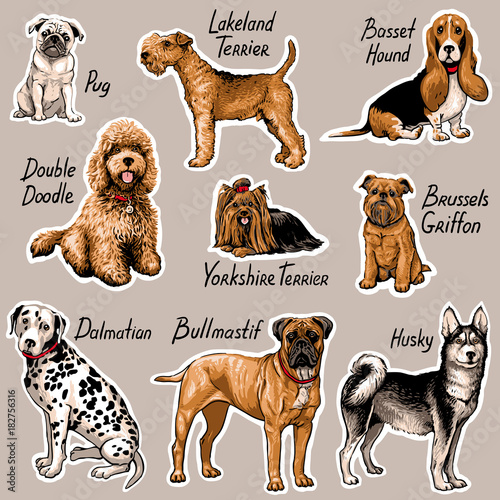 Set of dogs. Vector illustration.