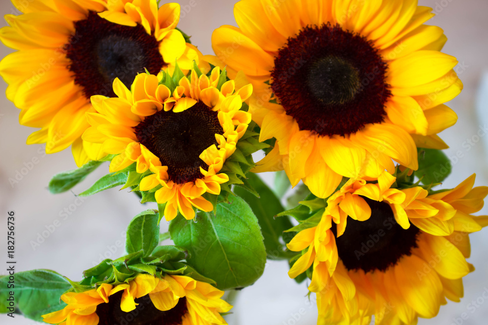Sunflowers. Beautiful yellow flower. Summer flowering plant. Sunflowers. Beautiful yellow flower. Summer flowering plant.