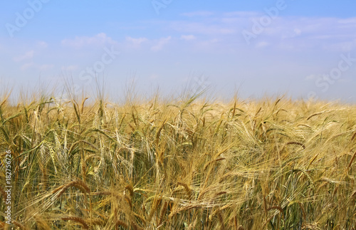 wheat field against a bright blue sky