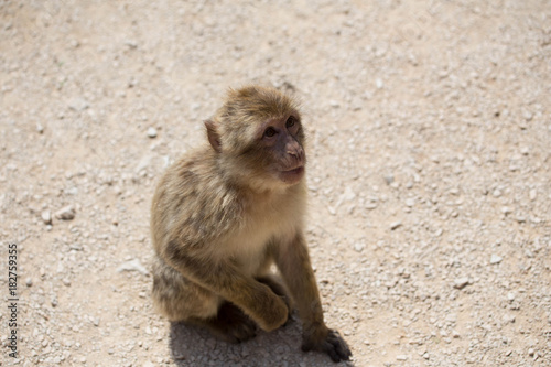 singes
