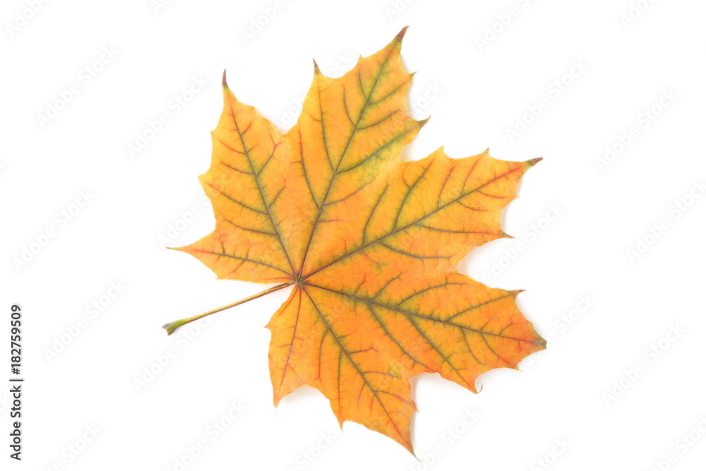 Dry maple leaf isolated on a white background Dry maple leaf isolated on a white background