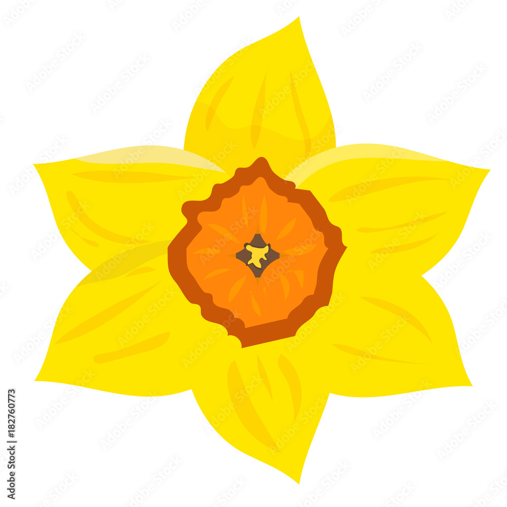 Vector illustration daffodil, known as daffadowndilly, narcissus or