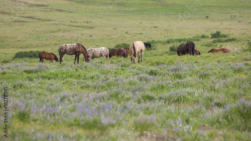 Fototapeta Naklejka Na Ścianę i Meble -  A group of horses grazes peacefully in an open green meadow among clumps of blue wildflowers.