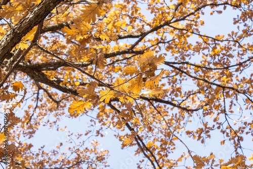 autumn yule log tree orange leaves