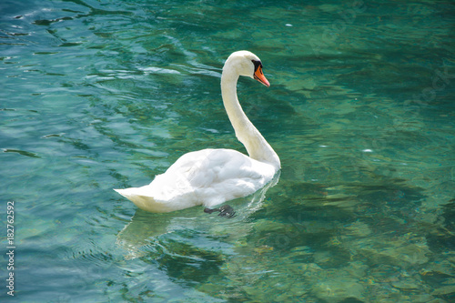 Fototapeta Naklejka Na Ścianę i Meble -  A beautiful white swan floats on clear water