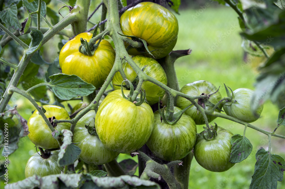 Ripening yellow green tomatoes in garden, ready to harvest