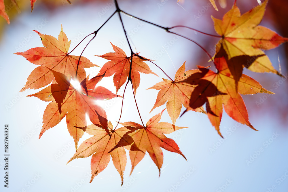 紅葉