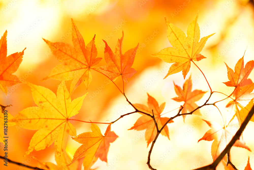 紅葉 紅葉