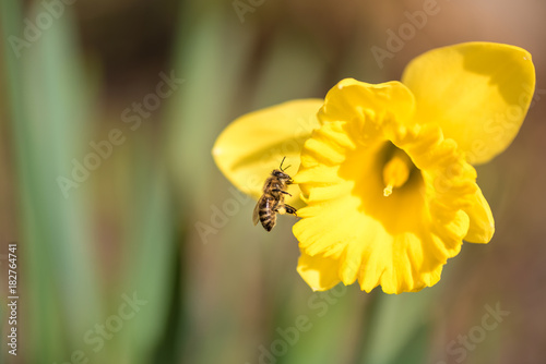 Fototapeta Naklejka Na Ścianę i Meble -  Beautiful daffodils in spring against a tender background - bee collects honey - Narcissus pseudonarcissus