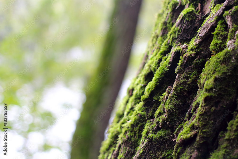 High resolution photo of moss on the tree with bokeh of a tree and a river behind High resolution photo of moss on the tree with bokeh of a tree and a river behind