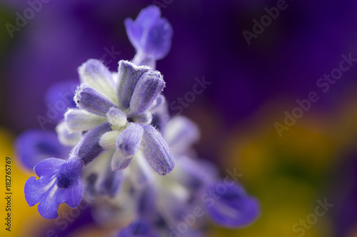 Purple Flower Up Close Macro, Copy Space