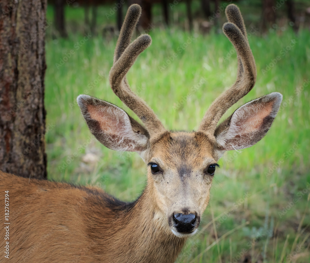 Fototapeta premium Mule Deer (Odocoileus hemionus) buck in velvet