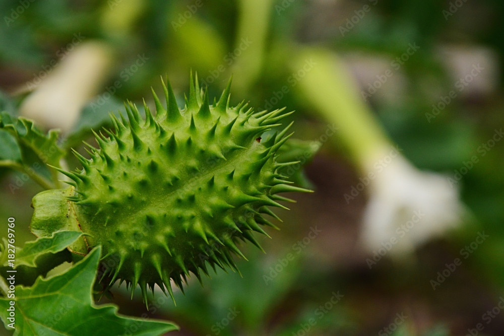 Seed capsule of hallucinogen plant Jamestown weed latin name Datura Stramonium Seed capsule of hallucinogen plant Jamestown weed latin name Datura Stramonium