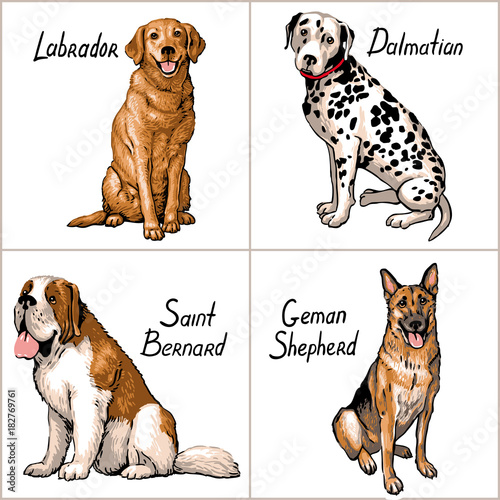 Set of dogs. Vector illustration.