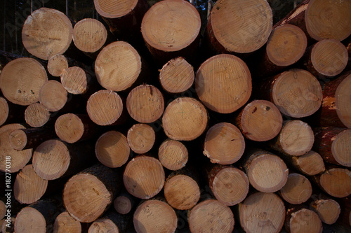 Deforestation  logging  woodworking  timber storage  deforestation in the taiga