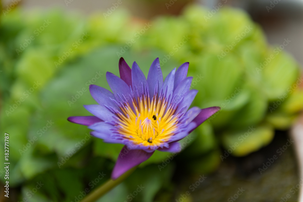 close-up shot of purple waterlily blooming close-up shot of purple waterlily blooming