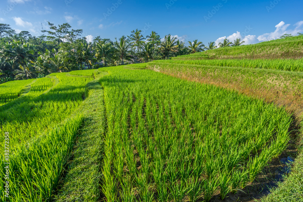 Green rice paddy field near Ubud, Bali, Indonesia