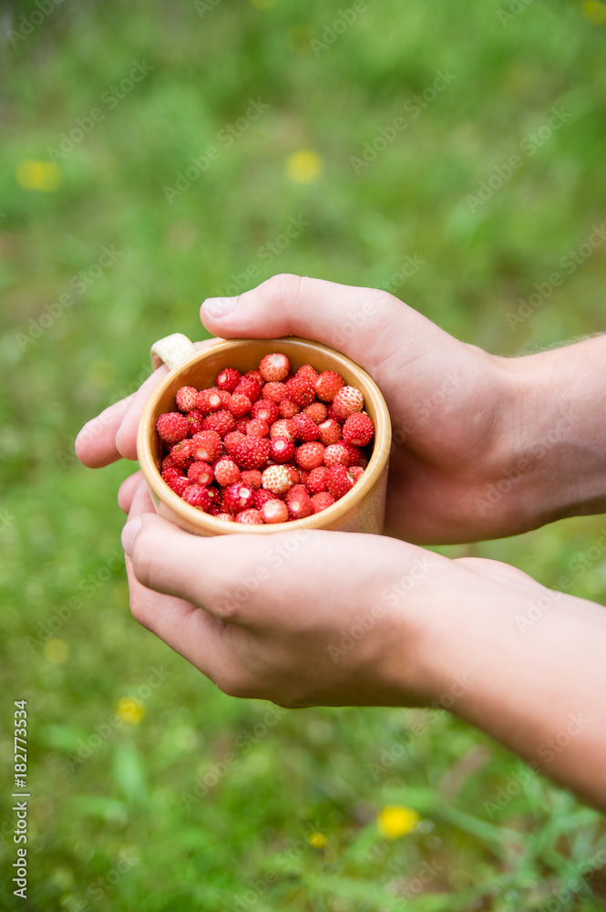Male hands holding brown cup full of small wild red strawberries on a green background. Horizontal Male hands holding brown cup full of small wild red strawberries on a green background. Horizontal