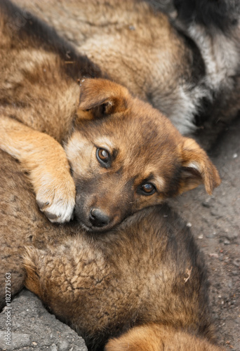 Sad homeless puppy lies on another puppy. Soft focus