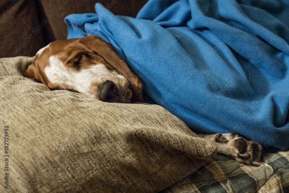 Obraz premium Basset Hound dog brown and white sleeping comfortably on the sofa with blanket and cushion