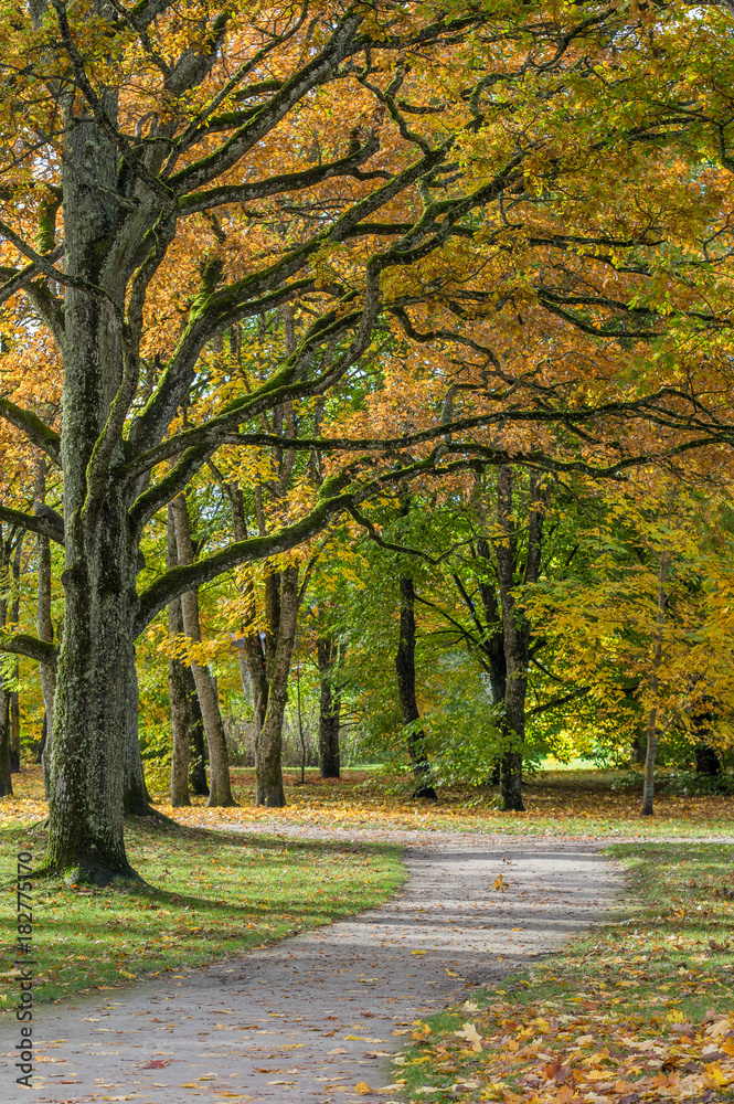 Naklejka premium Majestic oak tree branches over autumn parkway