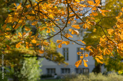 Oak leaves in golden morning light in manor park