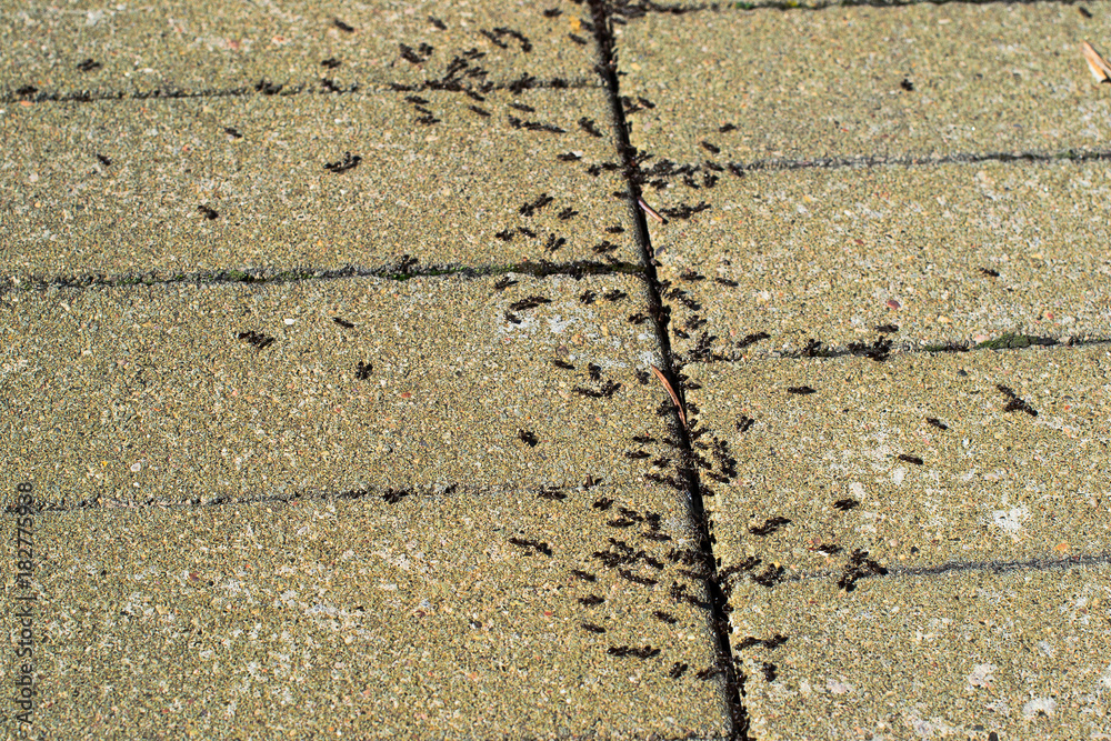 Obraz premium Many ants on the pavement of the city