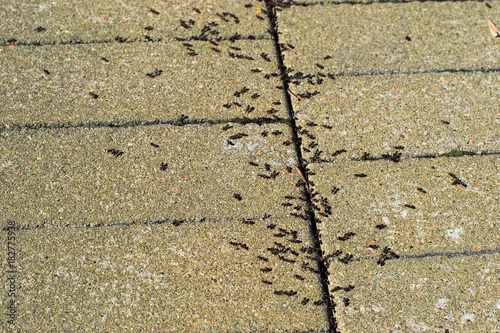 Many ants on the pavement of the city photo