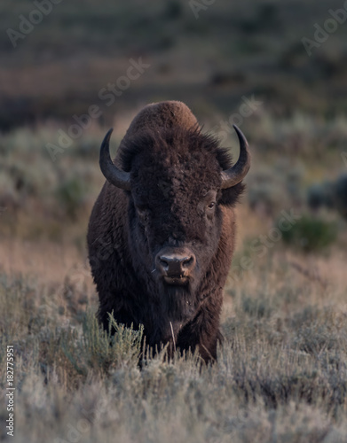 Male Bison Stares at Camera