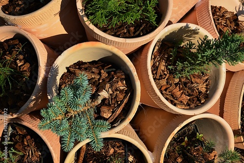 Various small coniferous trees planted in mulch as a decoration in beige coloured clay pots, displayed on market