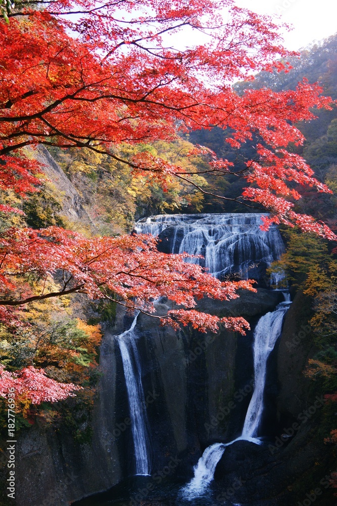 Fototapeta premium 秋の袋田の滝 北茨城にある滝。 紅葉が美しい。