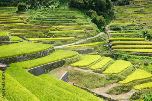 小さな田んぼが谷あいの斜面を埋め尽くす風景には日本の農業の原点が感じられます。