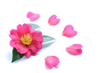 Japanese pink camellia flower isolated