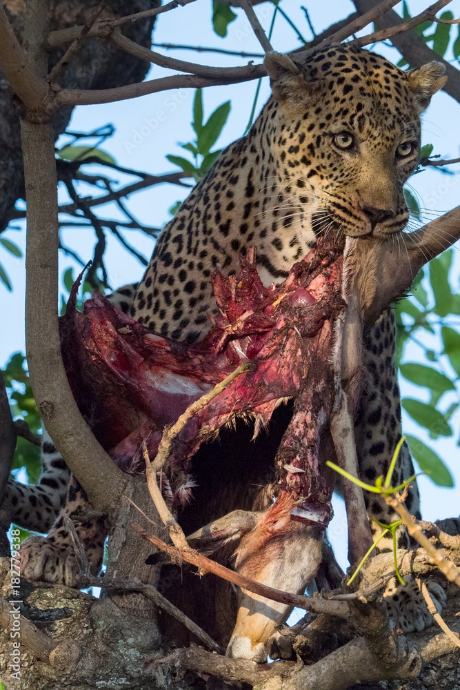 Leopard Trees a Kill Leopard Trees a Kill