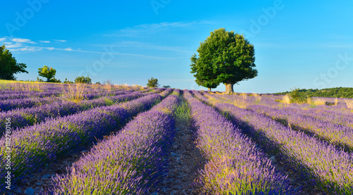 Lavender field in the morning
