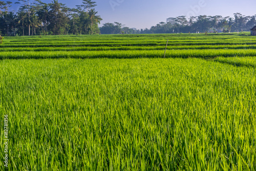 Green rice paddy field near Ubud  Bali  Indonesia