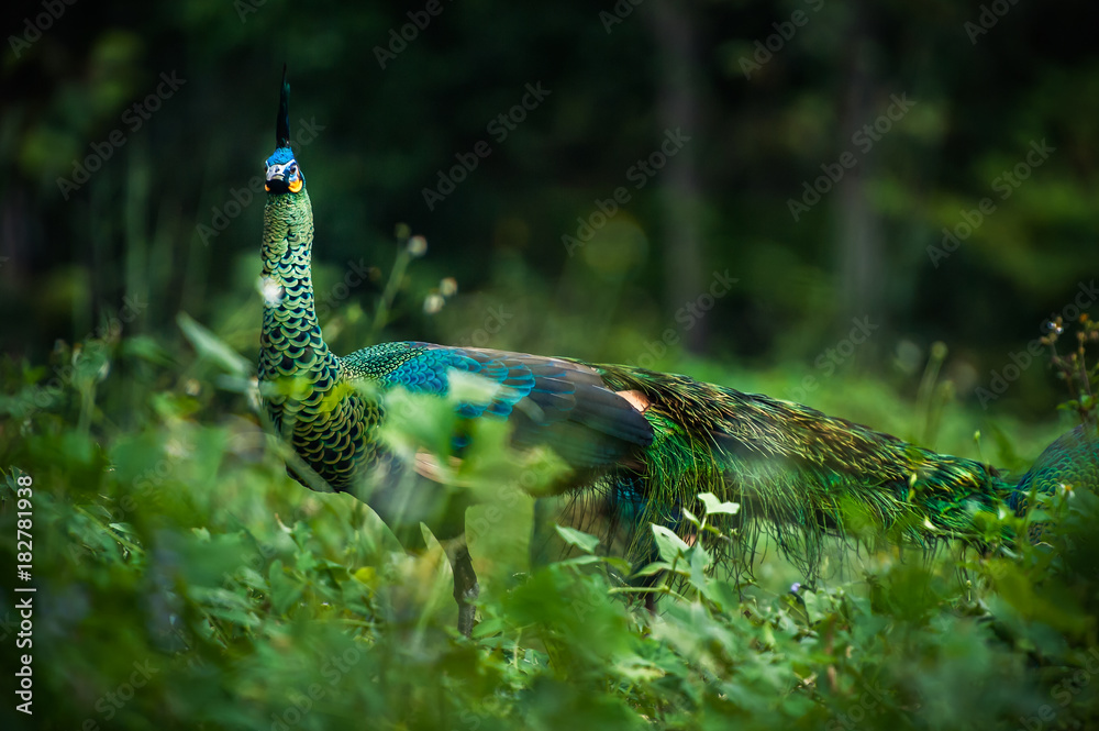 Naklejka premium Peacock look for food on the ground