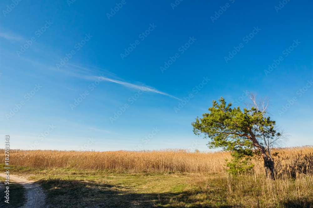 Pine in the field on a blue sky