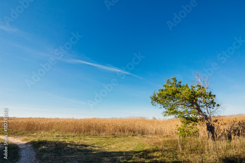 Pine in the field on a blue sky